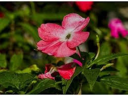 AYACUCHO: Piso ecológico favorece el cultivo de orquídeas 