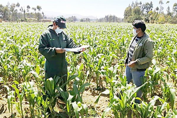 Se incrementó en un 60% las áreas de cultivo con alta productividad a nivel nacional