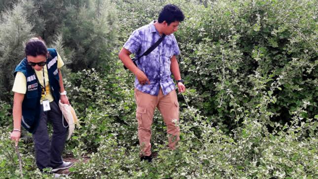 Repoblamiento del árbol de la Quina, signo de riqueza forestal nacional