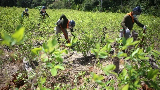III-Erradican-mas-de-15-000-hectareas-de-cultivos-ilegales-de-hoja-de-coca-en-2024-I.webp