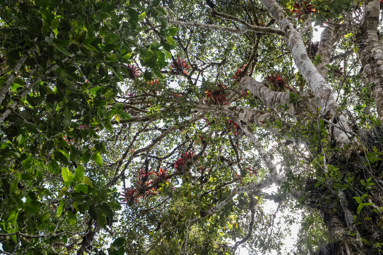 En 2004, se cuantificó la biodiversidad que puede albergar este árbol: se encontraron 9 022 individuos de plantas pertenecientes a 195 especies. (Foto: Joaquín Boluarte / DRIS)