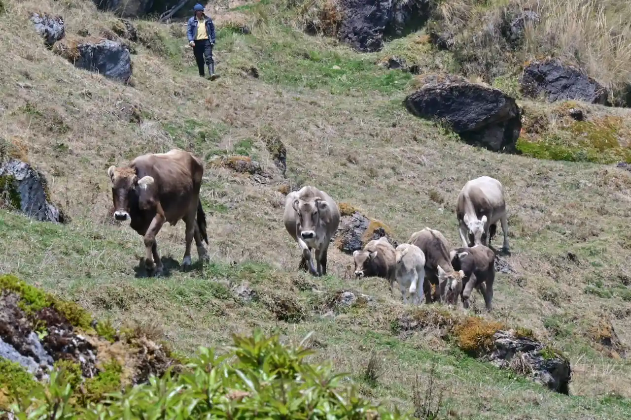 Satipo: Planta de lácteos en comunidad campesina beneficiará a 130 ganaderos
