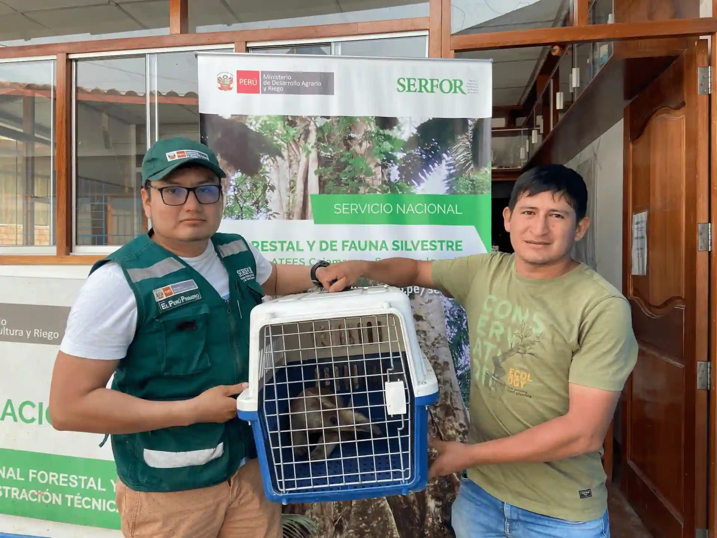 Cajamarca: oso hormiguero rescatado de incendio forestal vuelve a su hábitat natural