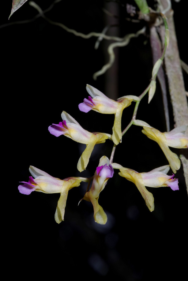 El III Congreso Peruano de Orquideología se realizará en Oxapampa del 7 al 11 de octubre del 2024.