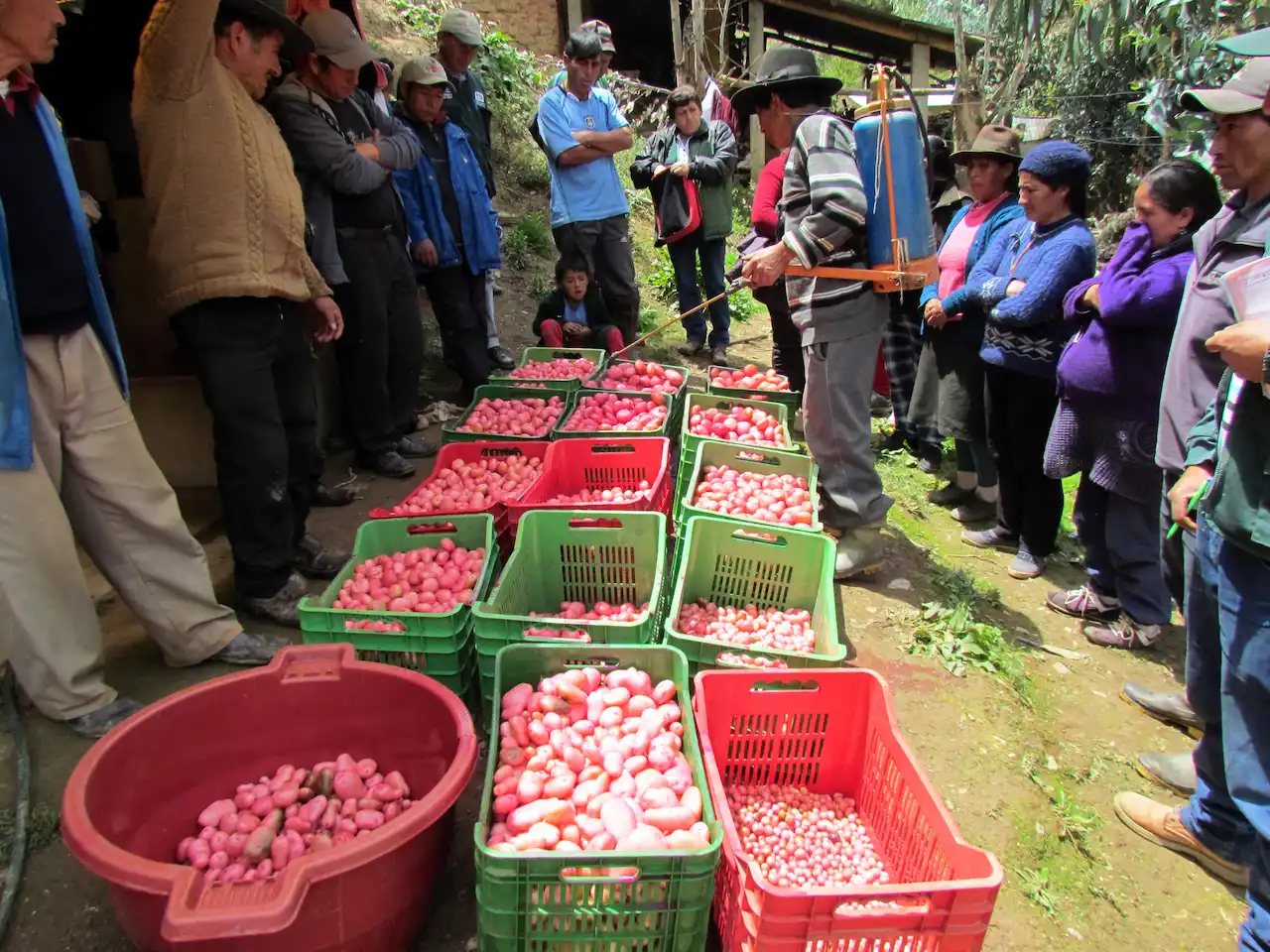Huamalíes: S/ 2.4 millones benefician a 400 productores en Llata