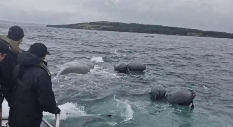 Liberan a cría de ballena austral atrapada en centro de cultivos en la Isla de Chiloé