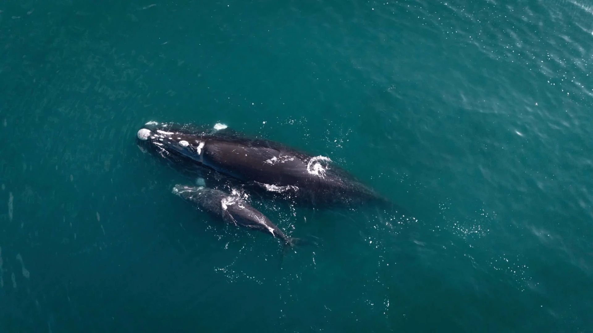 Liberan a cría de ballena austral atrapada en centro de cultivos en la Isla de Chiloé