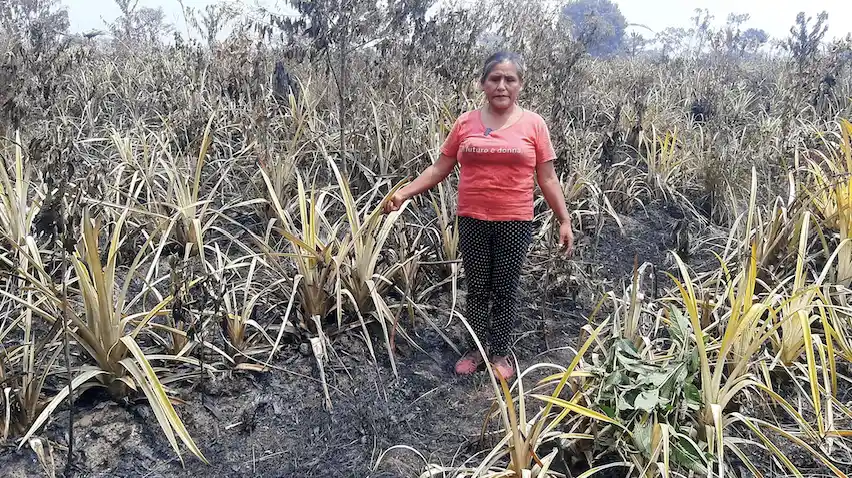 I-Incendios-forestales-arrasan-cultivos-y-bosques-en-la-provincia-de-Leoncio-Prado-I.webp