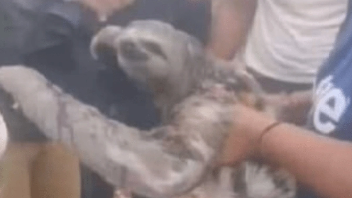 Incendios forestales en San Martín causan graves daños a fauna silvestre