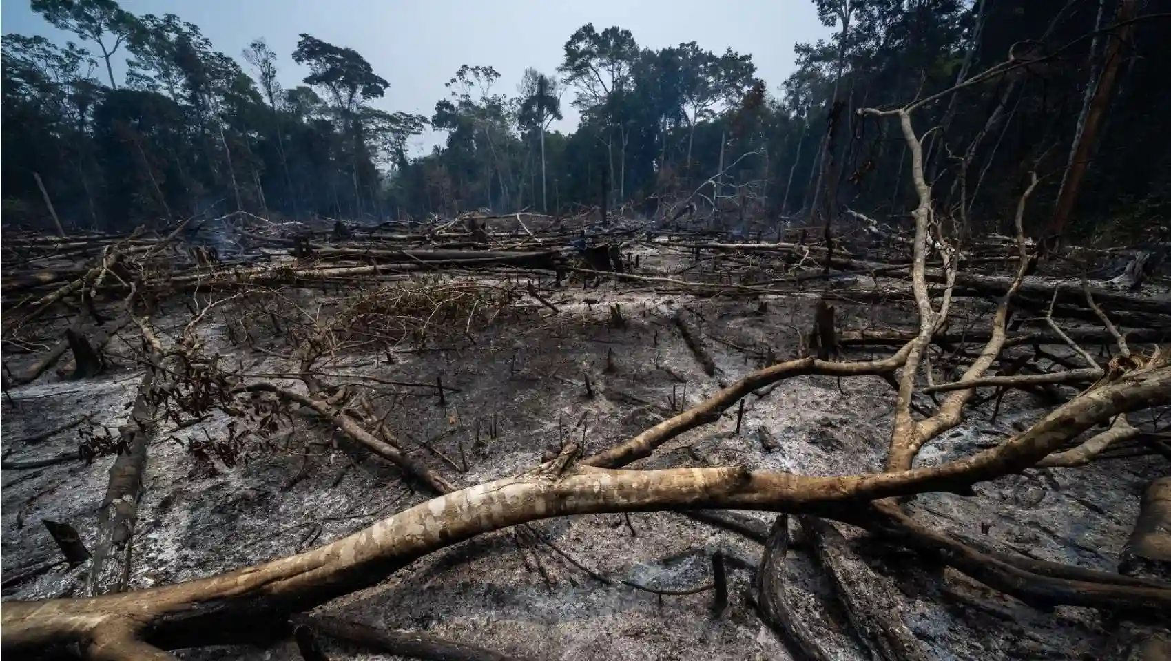 I-Denuncian-penalmente-al-premier-y-ministros-por-facilitar-deforestacion-e-incendios-forestales-I.webp