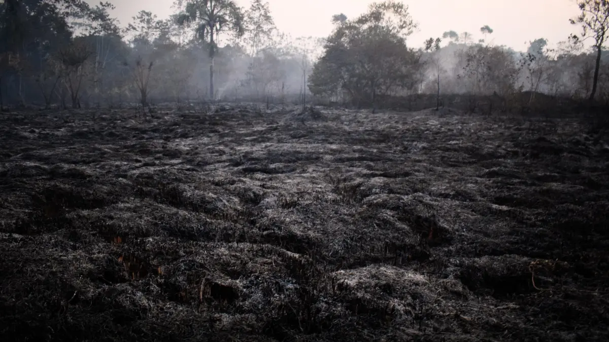Ley Antiforestal sería el detonante del aumento de incendios y tala ilegal en la Amazonía