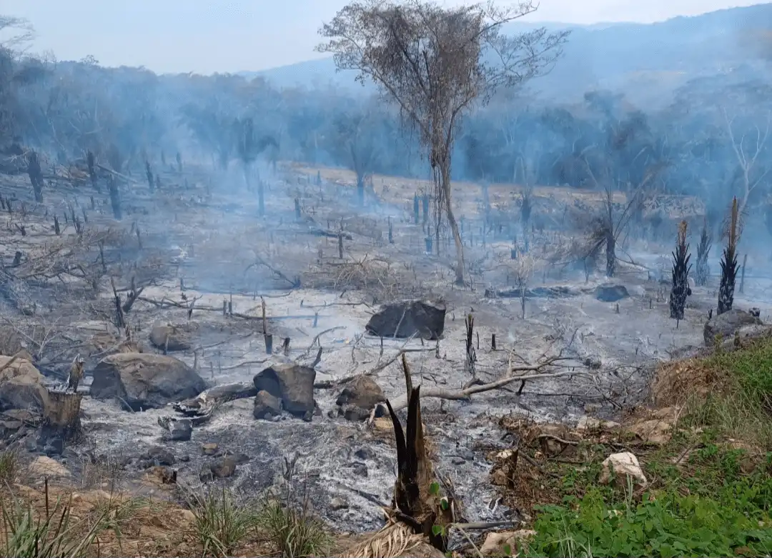 San Martín: Investigan a dos personas por presunto incendio en el distrito de Rumisapa