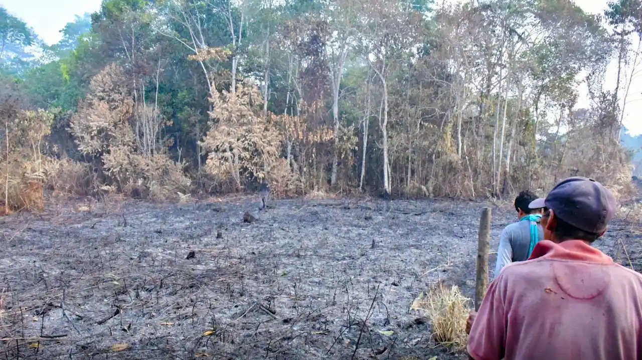 Fuego consume cultivos y bosques en Daniel Alomía Robles