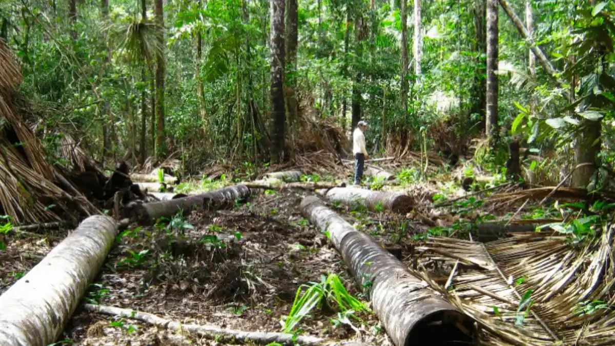 Explotación de comunidades nativas en Loreto genera millonarios ingresos para redes criminales