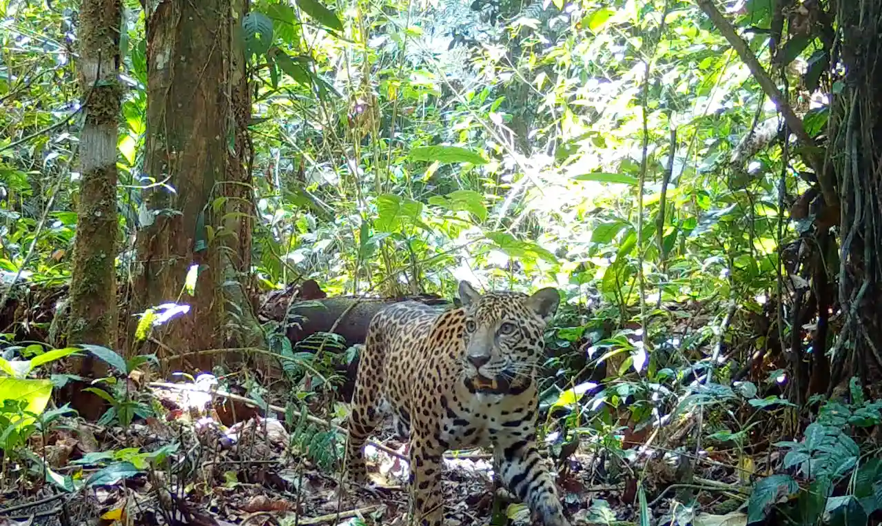 Descubren presencia de otorongos en el Parque Nacional Tingo María