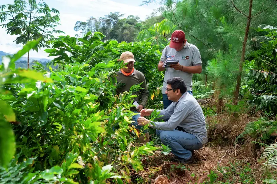 II-Amazonia--Mas-de-14-mil-productores-de-cafe-mejoraron-ingresos-y-practicas-sostenibles-I.webp
