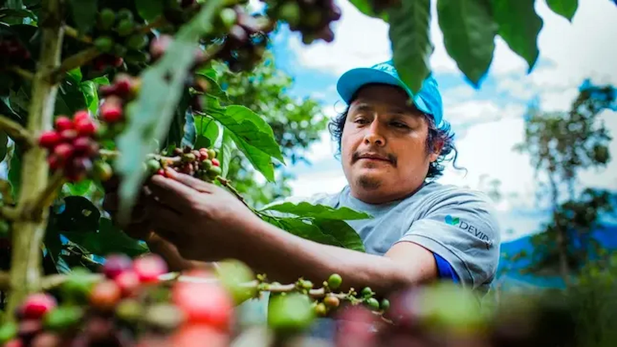Tingo María se prepara para recibir a 350 productores de café en la Ficafé