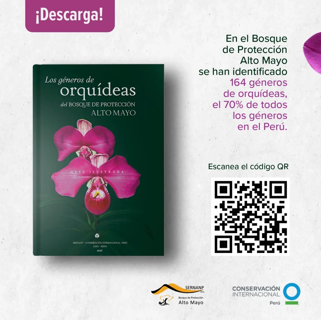 El-Bosque-de-Proteccion-Alto-Mayo--Un-tesoro-de-orquideas-en-Peru.webp