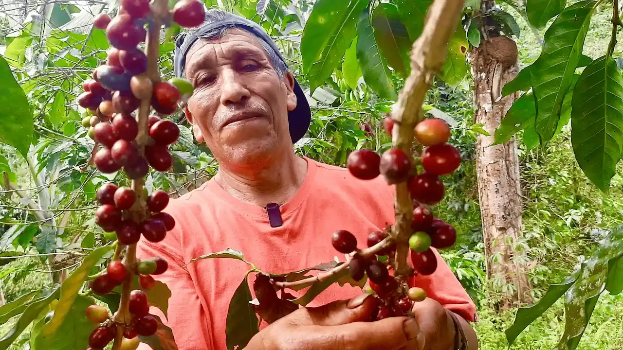 Ficafé 2024: Tingo María se prepara para la gran fiesta del café peruano