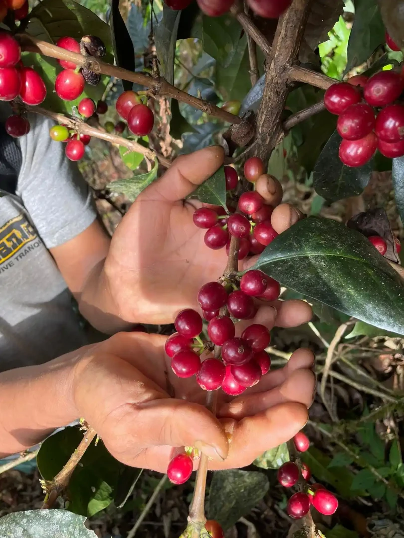 Tangara: Cultivando café de especialidad en armonía con el bosque