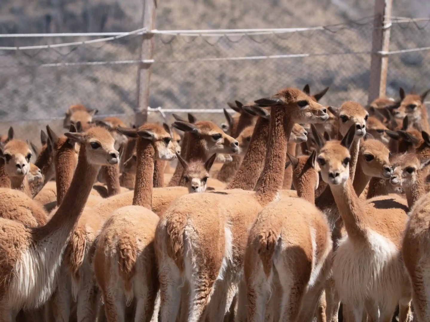 Vicuñas