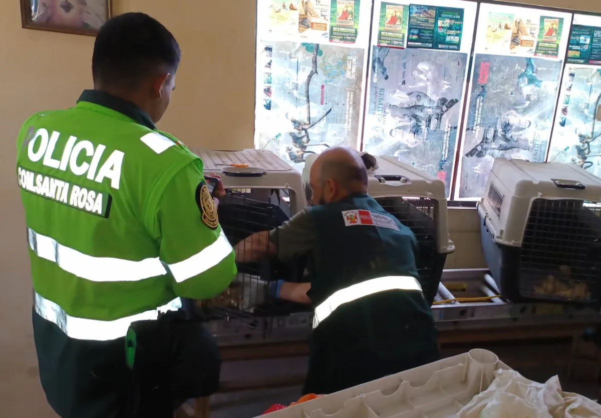 Rescatan 78 loros cabeza negra en bus interprovincial