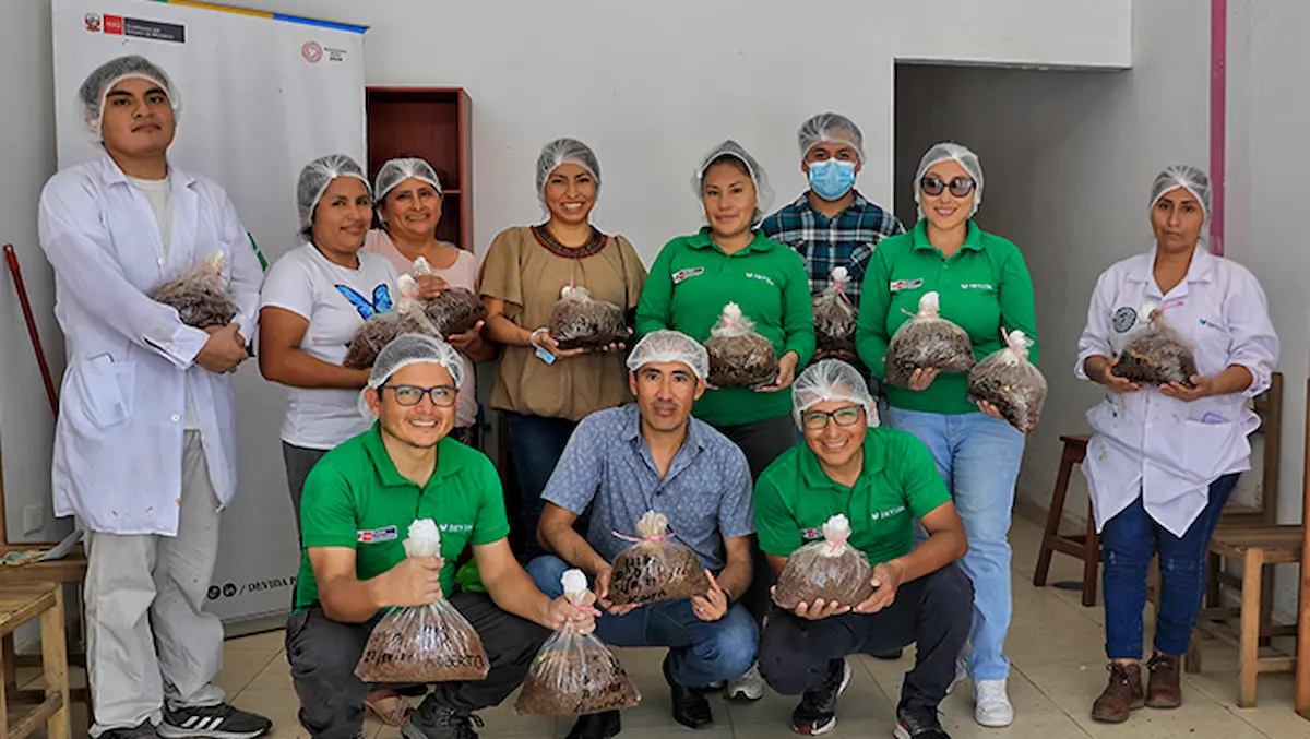 Asháninkas transforman residuos de cacao en hongos comestibles