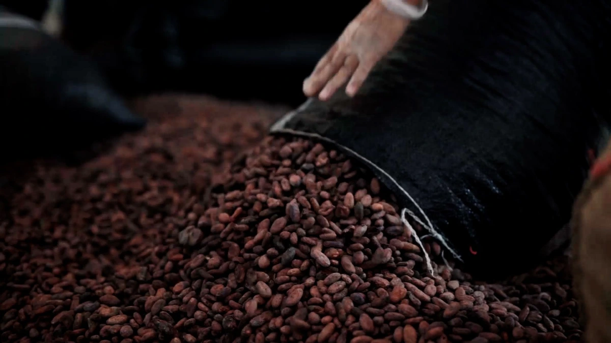 Productores de Ucayali exportan 25 toneladas de cacao orgánico a Países Bajos