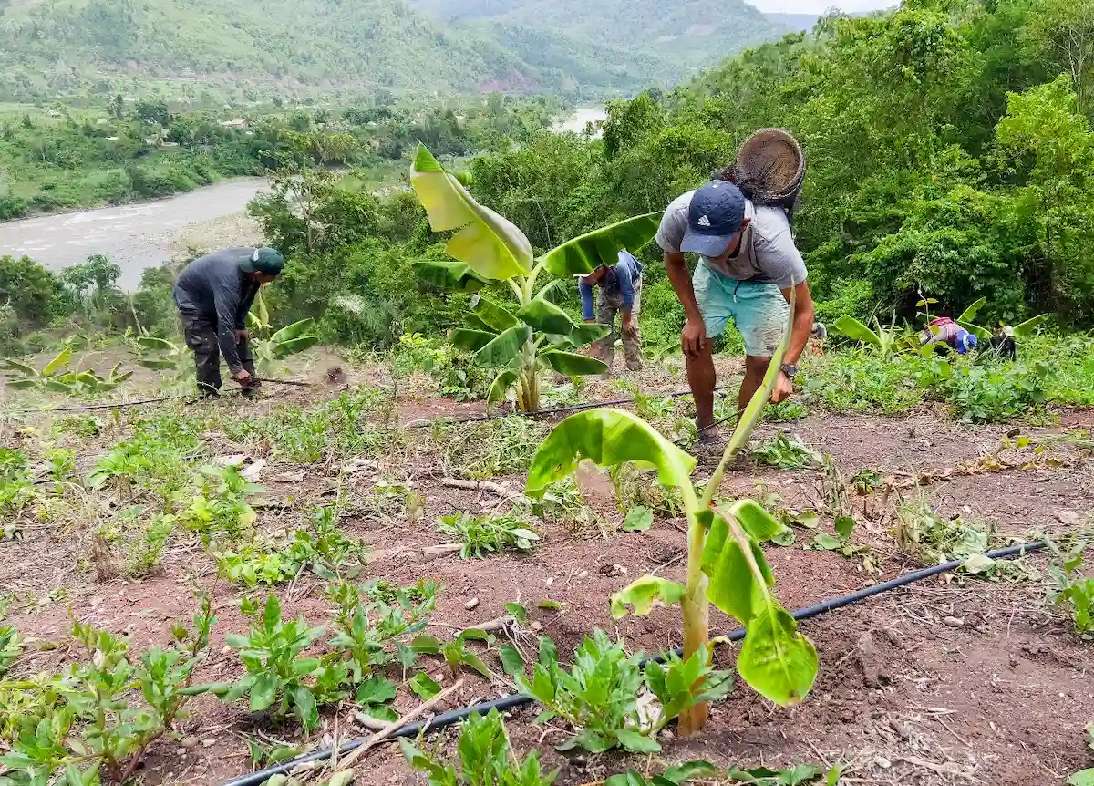Satipo- Fortalecen conocimientos agrícolas a comunidad nativa de Gloriabamba
