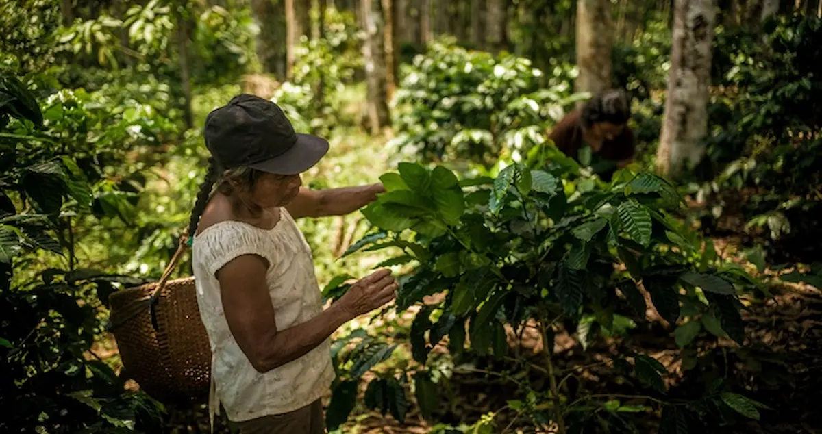 1000 familias mejoran ingresos con restauración de ecosistemas en la Amazonía