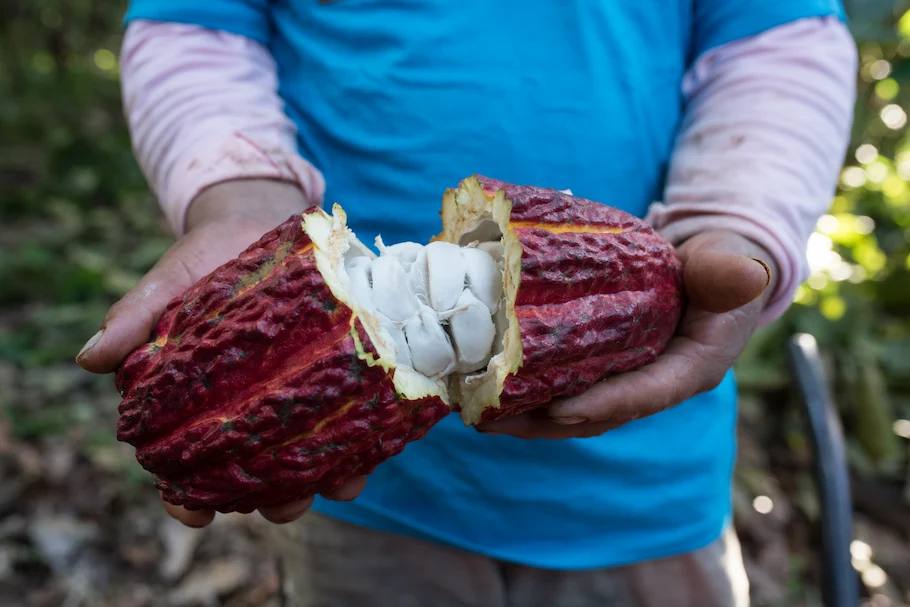 Exportaciones de cacao peruano alcanzarán US$1300 millones en 2024