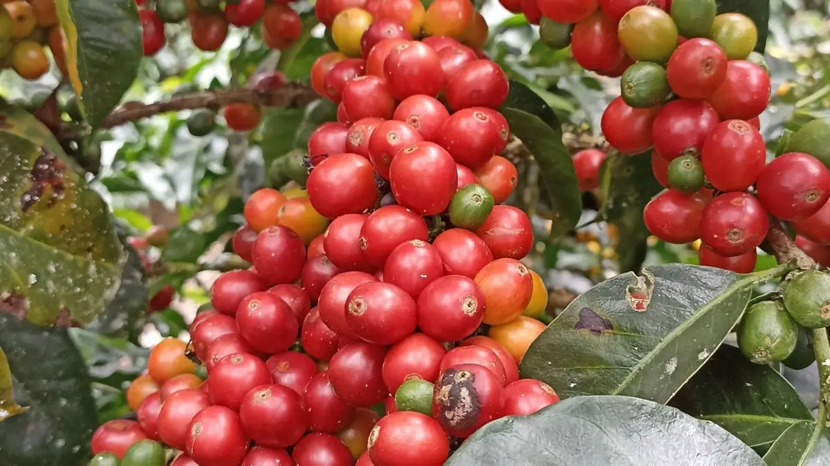 Proyecto de mejora en la calidad del café avanza en Unión Condorbamba