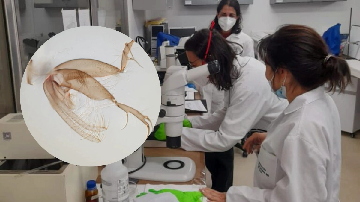 Insecto amazónico recién identificado impulsa avances contra enfermedades tropicales