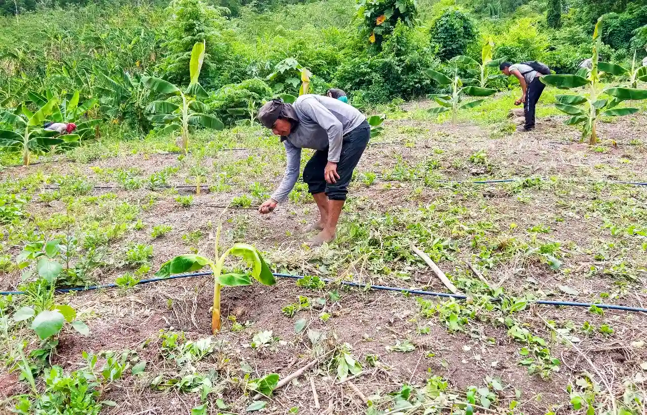 Nuevo director zonal de Provraem Pangoa destaca avances en proyecto de plátano