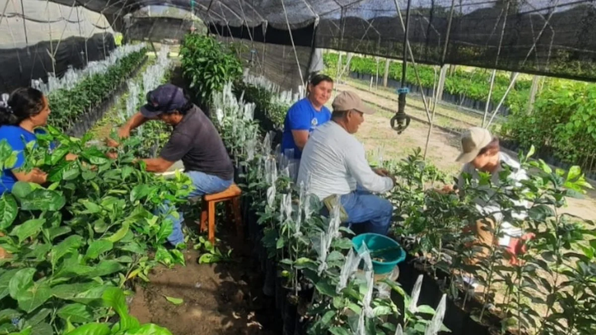 San Martín Injertan 2400 plantones de cidra para optimizar producción agrícola