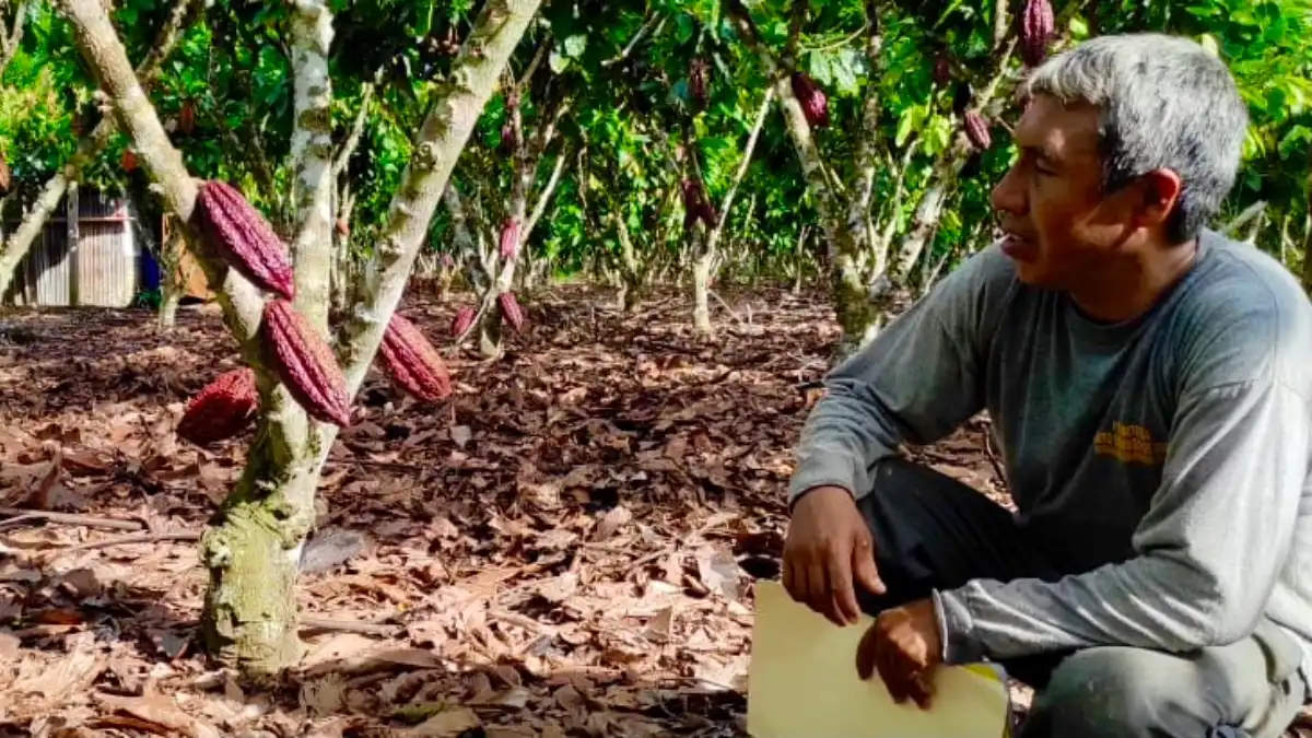 Agricultor de Cholón transformó su vida gracias al cacao