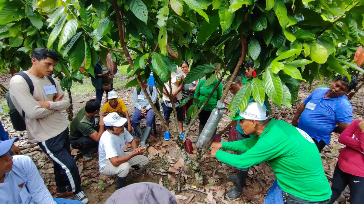 El cacao como motor de desarrollo agrícola