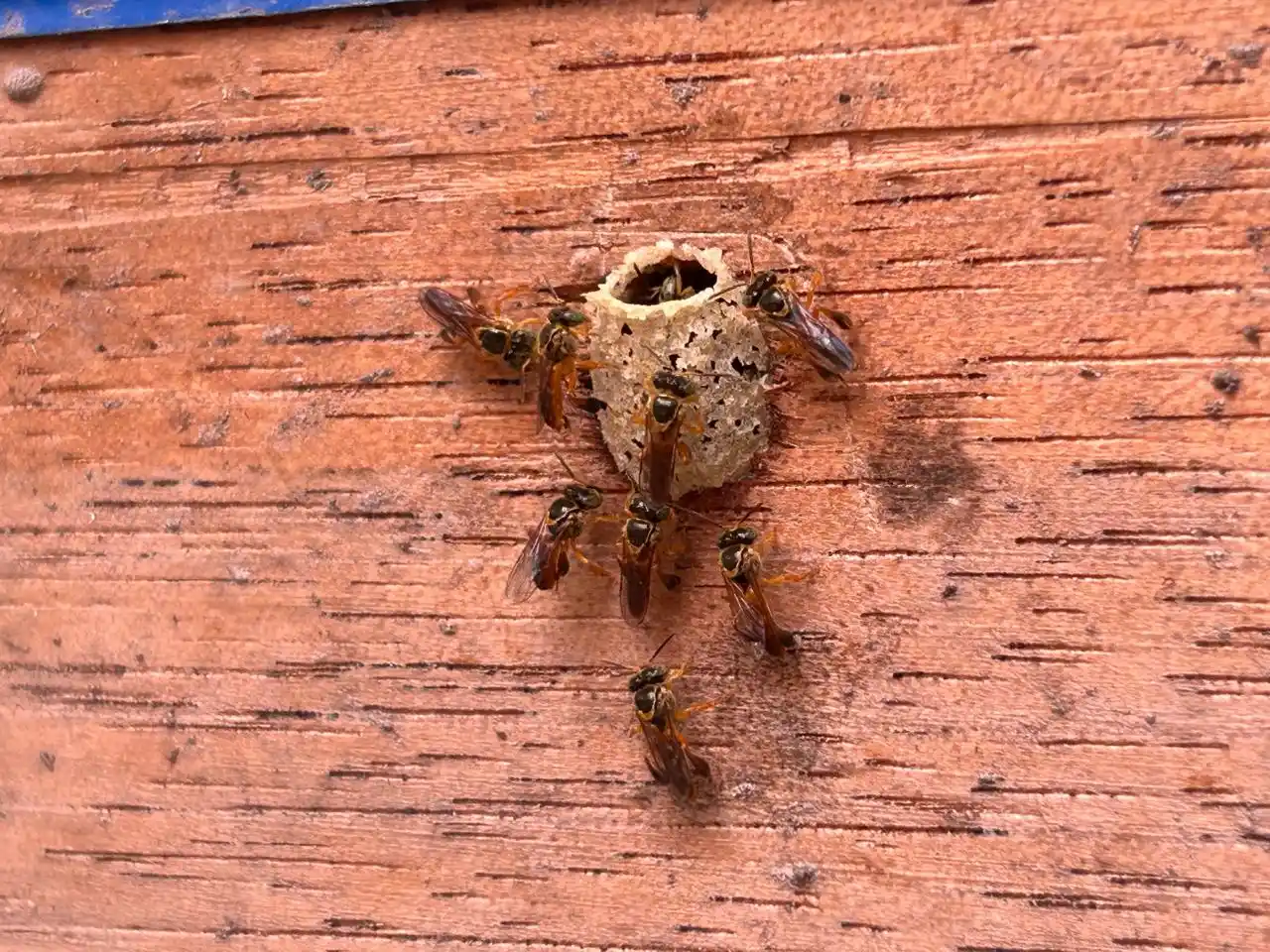 Reconocen a abejas sin aguijón como especies de interés nacional