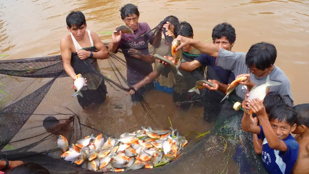 Proyectan producción de 250 toneladas de peces amazónicos para 2025