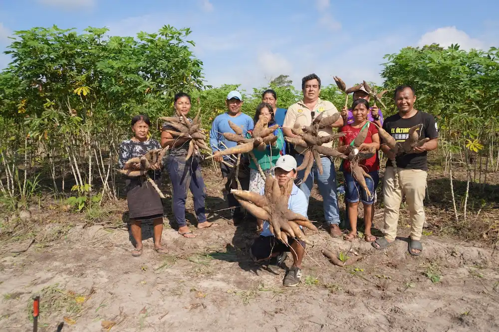 Técnica brasileña impulsa productividad de yuca en Yarinacocha