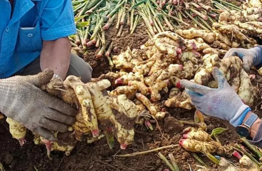 Satipo inicia 2025 con Copa Kion- Evento une deporte y agricultura