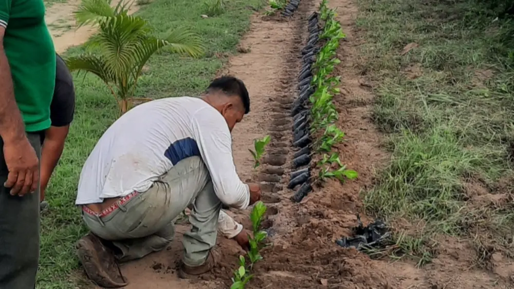 Reforestación en San Martín- Más de 75 hectáreas recuperadas con 88 000 plantones