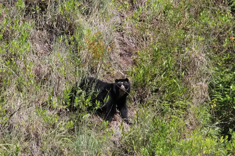 Conservación del hábitat del oso de anteojos