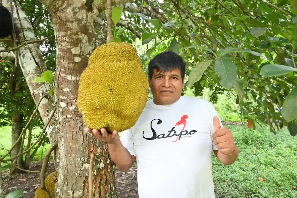 La fruta más grande del mundo crece en Satipo