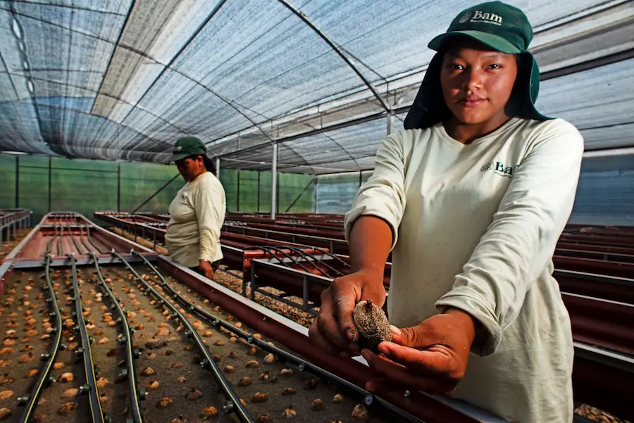 Proyecto recuperará 10 000 hectáreas de suelos degradados en Ucayali