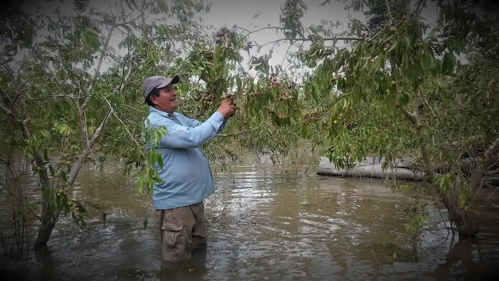 Camu camu- Fruto amazónico fortalece la economía de Ucayali