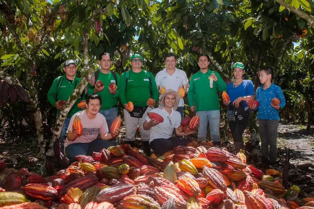 Producción de cacao generó movimiento económico de S_51 Millones en 2024