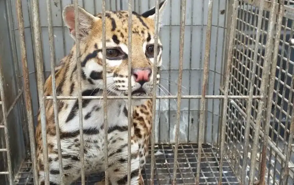 El nuevo depredador de la vida silvestre en América Latina