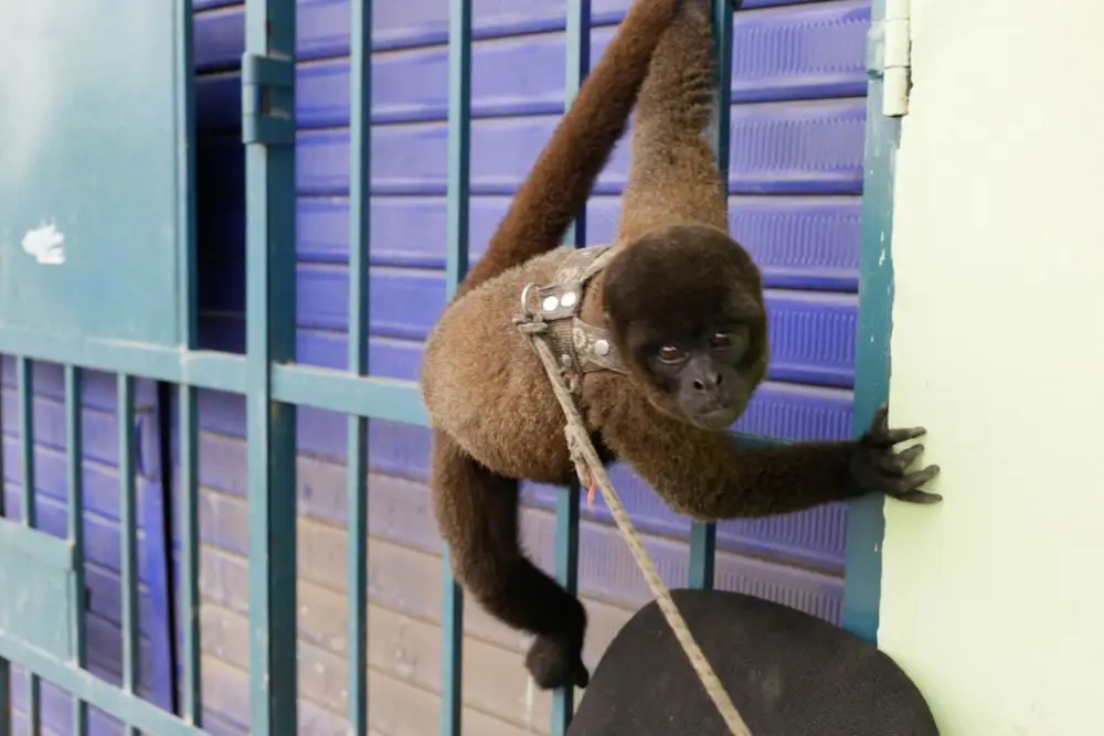 El nuevo depredador de la vida silvestre en América Latina
