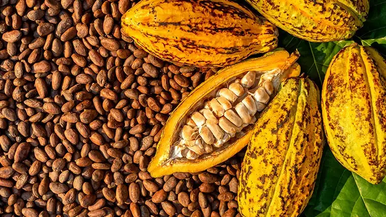 Posible postergación del Festival del Cacao genera alarma en productores de Mariscal Cáceres